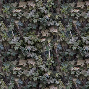 Leaves 22