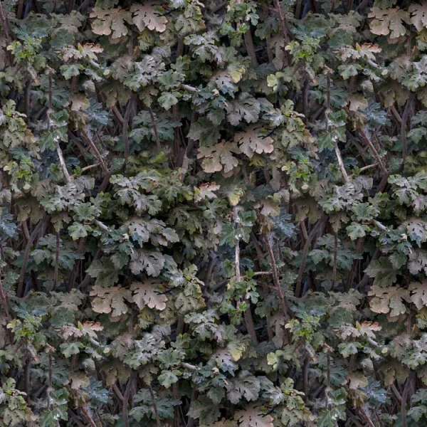 Leaves 22