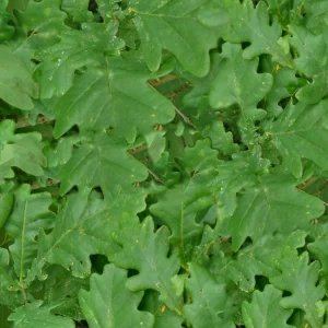 Green Oak Leaves