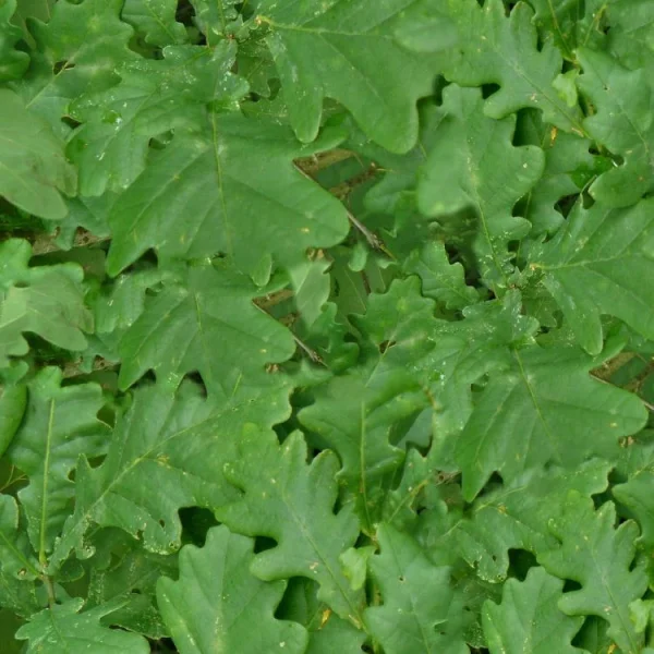 Green Oak Leaves