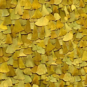 Ginkgo Biloba Leaves