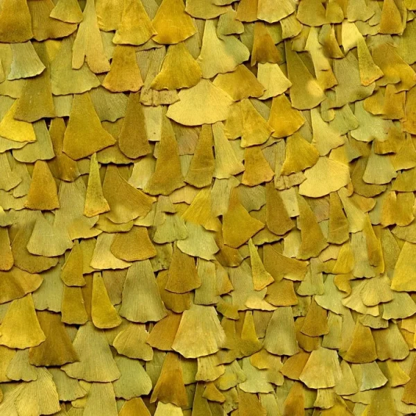 Ginkgo Biloba Leaves
