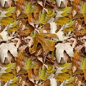 Fall Leaves