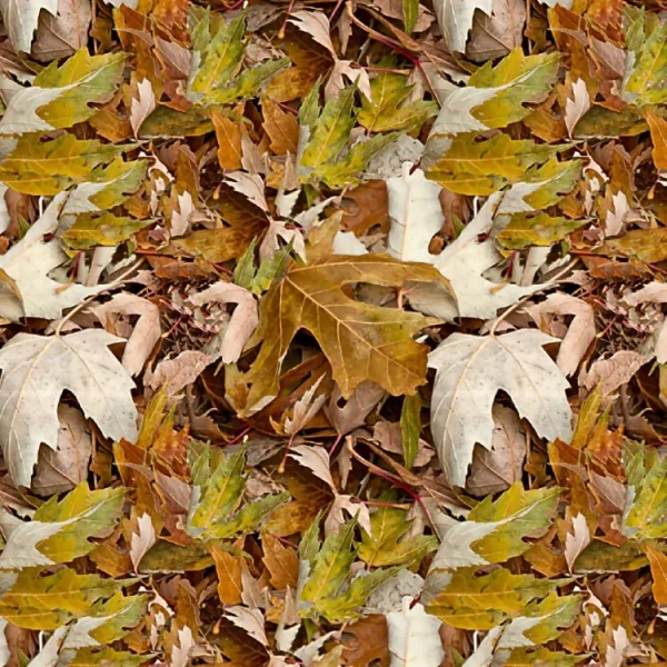 Fall Leaves