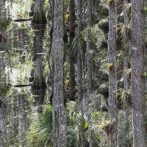 Cypress Swamp