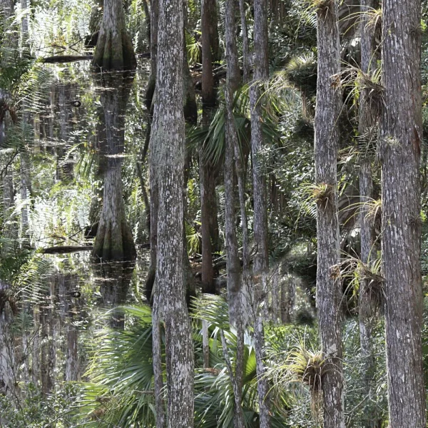 Cypress Swamp