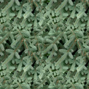 Blue Spruce 22
