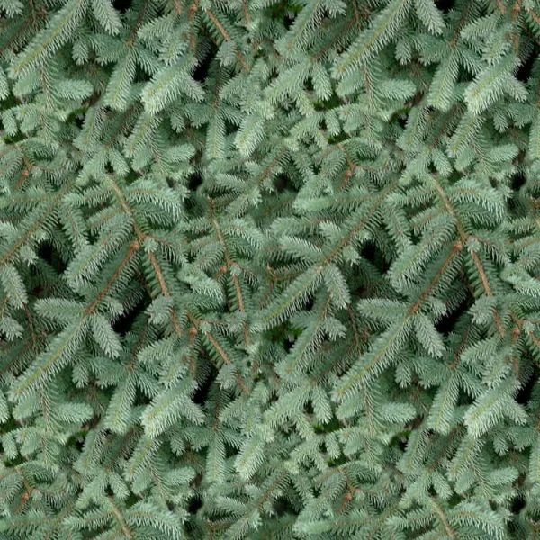 Blue Spruce 22