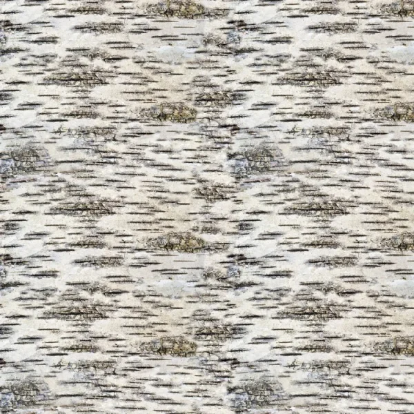 Birch Bark 32