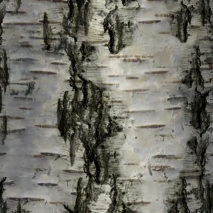 Birch Bark 29