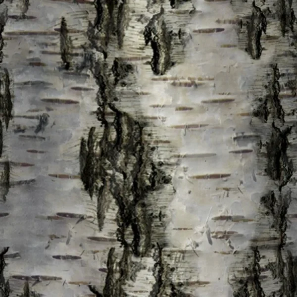 Birch Bark 29