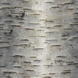 Birch Bark 28