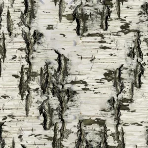 Birch Bark 27