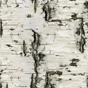 Birch Bark 26