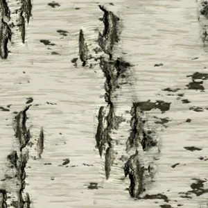 Birch Bark 25
