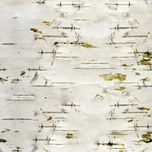Birch Bark 24