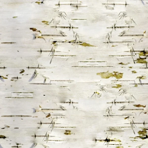 Birch Bark 24