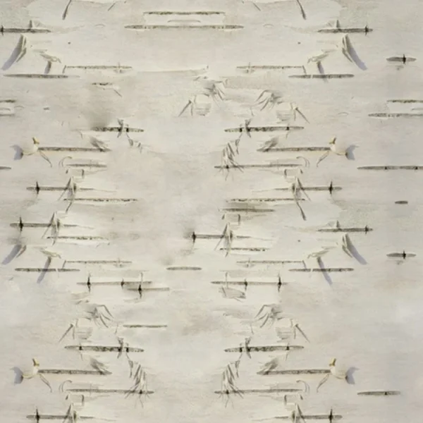 Birch Bark 22