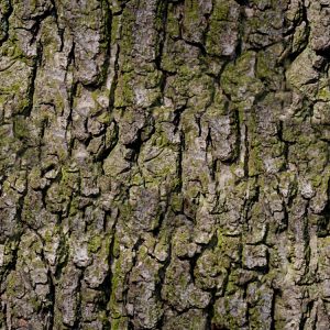 Bark 24 Camouflage Bark 24 Camouflage