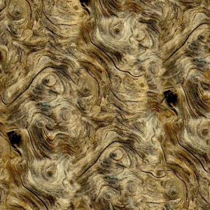 Burl Driftwood