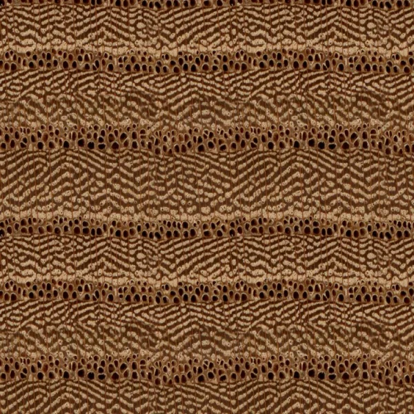Red Elm Wood Endgrain