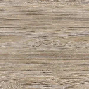 American Elm