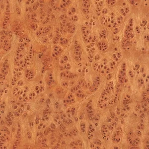 Vavone Burl