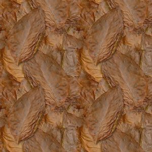 Tobacco Leaf 22 Tobacco Leaf 22