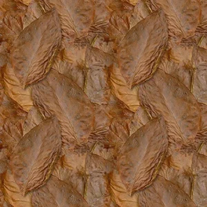 Tobacco Leaf 22