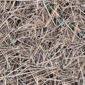 Straw