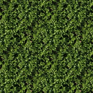 Hedge 25