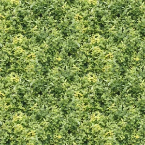 Hedge 24