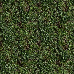 Hedge 22