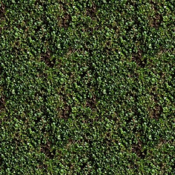 Hedge 22