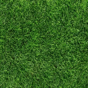 Grass 29