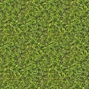 Grass 28