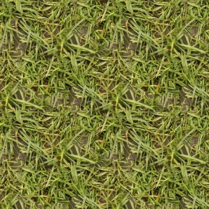 Grass 25