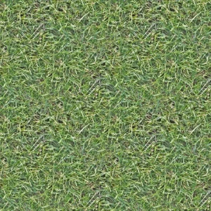 Grass 24