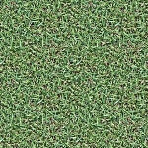 Grass 23