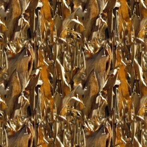 Dried Corn Stalks