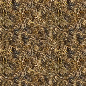 Corn Harvest