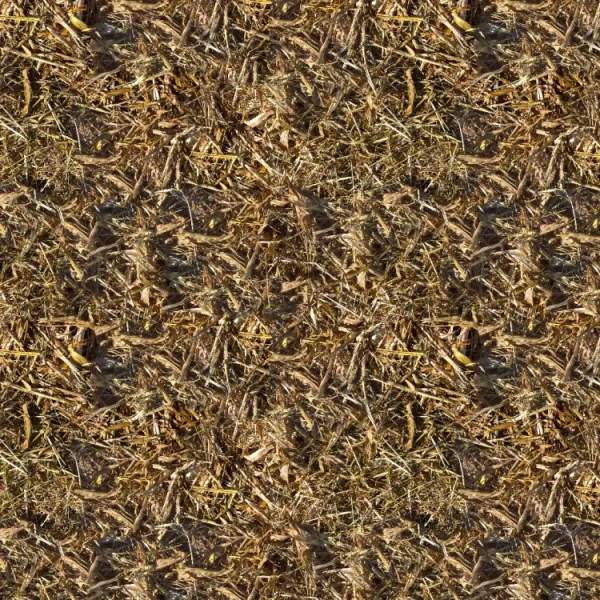 Corn Harvest