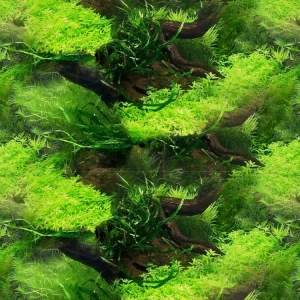 Aquarium Background