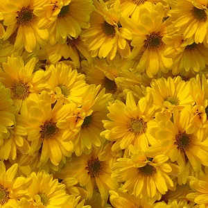 Yellow Daises 22