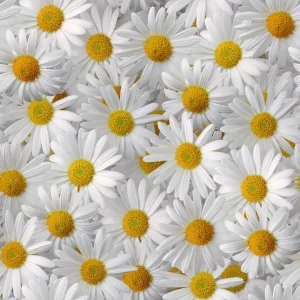 White Daises