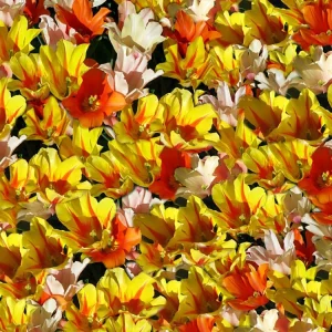 Tulips 22