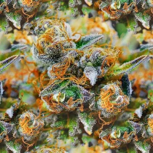 Tangerine Kush Buds