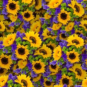 Sunflowers 24