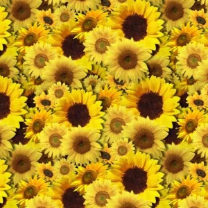 Sunflowers 22