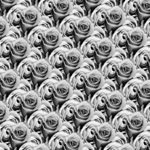 Roses 24